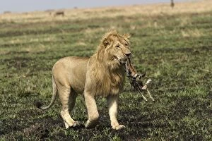 Images Dated 19th August 2003: Lion - with kill of Gazelle