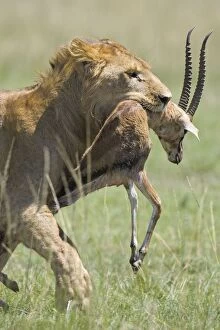 Lion - with kill in mouth
