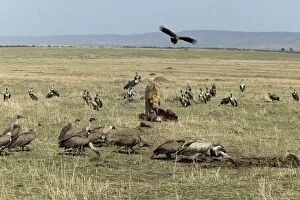 Images Dated 24th August 2004: Lion - at kill surrounded by vultures