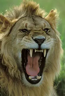 Lion LA 662 Male roaring Maasai Mara, Kenya Panthera leo © J. M. Labat / ardea. com