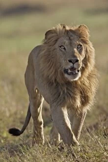 Images Dated 24th August 2004: Lion. Lion Panthera leo