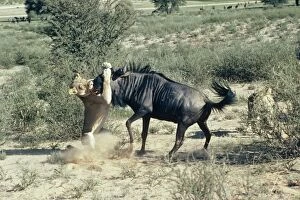 Lion - Lioness attacking wildebeest smothering prey