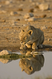 Images Dated 26th April 2000: Lion Lioness crouching beside a water hole Etosha National Park, Namibia, Africa