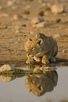 Reflections Prints: Lion Lioness crouching beside a water hole Etosha National Park, Namibia, Africa