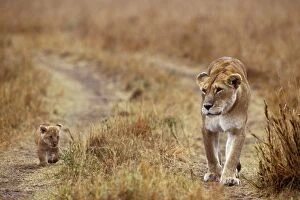 LION - Lioness with Cub