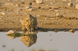 Images Dated 26th April 2000: Lion Lioness drinking water Etosha National Park, Namibia, Africa