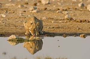 Images Dated 26th April 2000: Lion Lioness drinking water Etosha National Park, Namibia, Africa