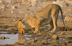 Drinking Prints: Lion Lioness drinking from a water hole Etosha National Park, Namibia, Africa