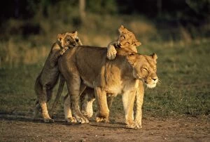 LION - Lioness / female with her cubs