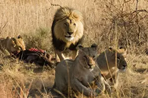 Father Prints: Lion and lioness with prey Male chasing the cubs away South Africa, Entabeni game reserve