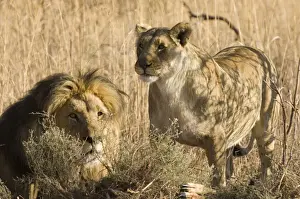 Lion and lioness with prey South Africa, Entabeni game reserve