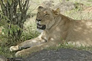 In Shade Prints: Lion - lioness resting. Maasai Mara National Park - Kenya - Africa