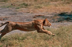 Lions Collection: Lion Lioness running Moremi, Botswana, Africa