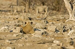 Images Dated 26th April 2000: Lion Lioness watching Plains Zebra walk by Etosha National Park, Namibia, Africa