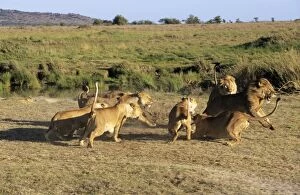 Lion - lionesses attacking male, a potential threat to their cubs