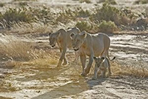 Images Dated 14th August 2004: Lion - two lionesses with cub. Kenya - Africa