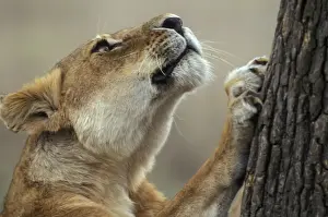 Lion - looking up tree