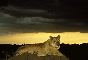 Images Dated 18th May 2004: Lion Maasai Mara, Kenya