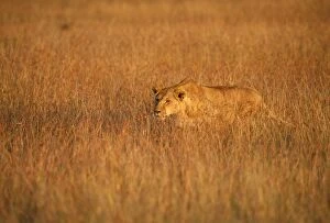 Images Dated 31st March 2006: Lion Maasai Mara, Kenya, Africa