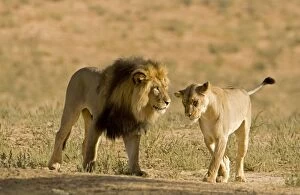 Images Dated 9th May 2008: Lion - male approaching a female - Kgalagadi Transfrontier Park - Kalahari - South Africa - Africa