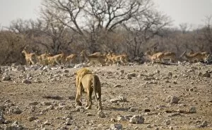 Images Dated 12th October 2007: Lion - Male approaching a herd of Black Faced Impala
