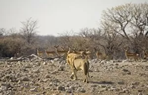Lion - Male approaching a herd of Black Faced Impala
