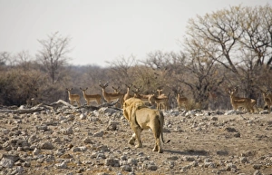 Images Dated 12th October 2007: Lion - Male approaching a herd of Black Faced Impala