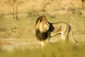Lion - male with a black mane in early morning light
