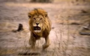 Botswana Gallery: Lion - Male, charging