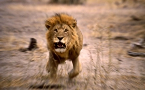 Big Cats Collection: Lion - Male, charging