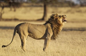 Lion - male does the flehmen - the typical grimace