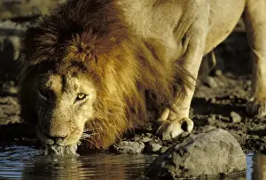 Lion Male drinking. Maasai Mara, Kenya, Africa