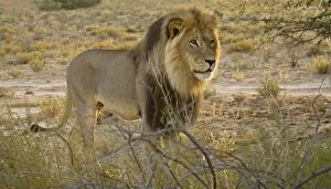 Images Dated 9th May 2008: Lion - male in early morning light