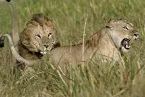Images Dated 22nd August 2004: Lion - Male & female, courtship behaviour. Kenya, Africa