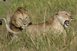 Images Dated 22nd August 2004: Lion