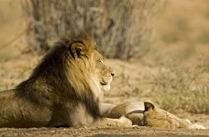 Lion - male with the female by his feet