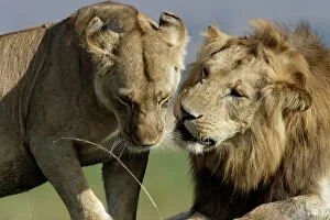 Images Dated 22nd August 2004: Lion - male & female. Kenya - Africa