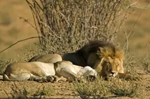 Images Dated 9th May 2008: Lion - male and female lying side by side - after mating - Kgalagadi Transfrontier Park - Kalahari