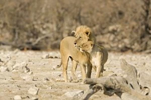 Images Dated 26th April 2000: Lion - Male and female showing affection