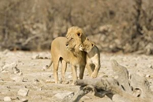 Images Dated 26th April 2000: Lion Male and female showing affection Etosha National Park, Namibia, Africa