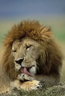 Lion - Male licking his paw. Maasai Mara, Kenya, Africa