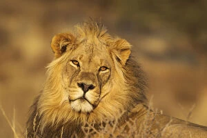 Lion - male in the light of the early morning