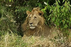 Images Dated 20th August 2003: Lion Male Maasai Mara, Africa