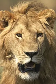 Lion Male Maasai Mara, Africa