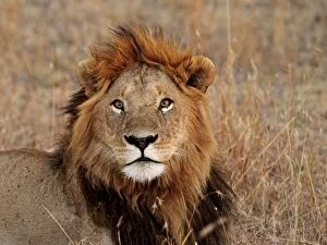 Images Dated 14th August 2010: Lion - male - Maasai Mara - Kenya