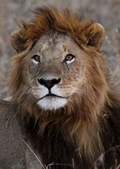 Lions Collection: Lion - male - Maasai Mara - Kenya
