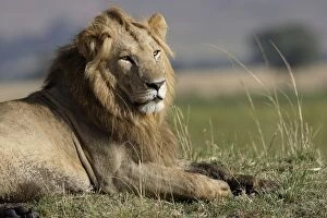 Images Dated 22nd August 2004: Lion - male. Maasai Mara - Kenya - Africa