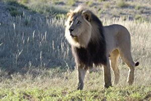 Lion - Male with mane