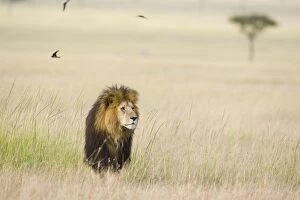 Images Dated 7th April 2007: Lion - male - Masai Mara Triangle - Kenya