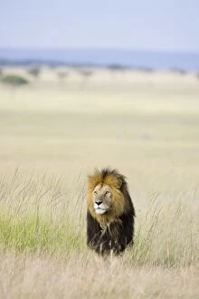 Images Dated 7th April 2007: Lion - male - Masai Mara Triangle - Kenya